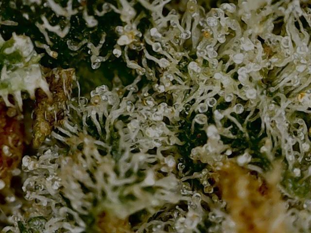 Delicious Cookies Auto #3?. Week 13