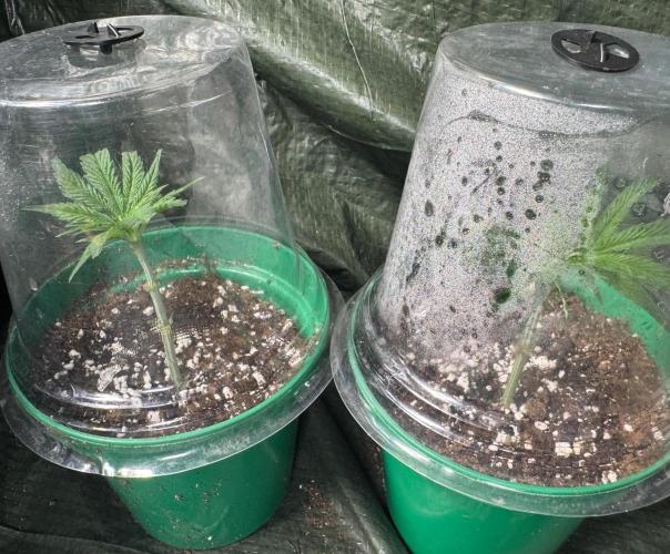 Zoap Rose. Week 7