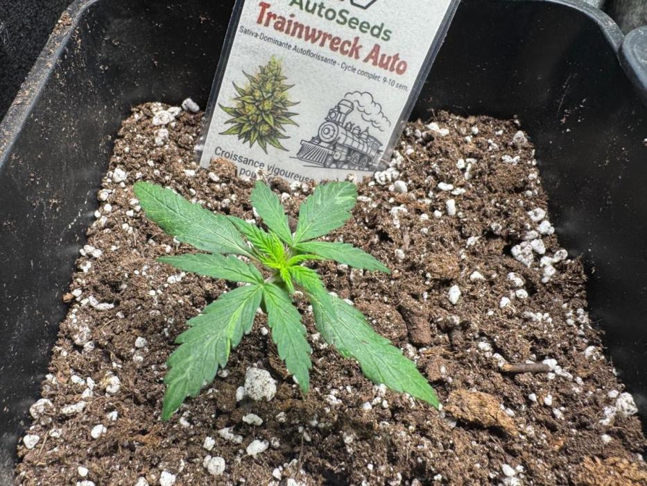 Trainwreck 002. Week 2