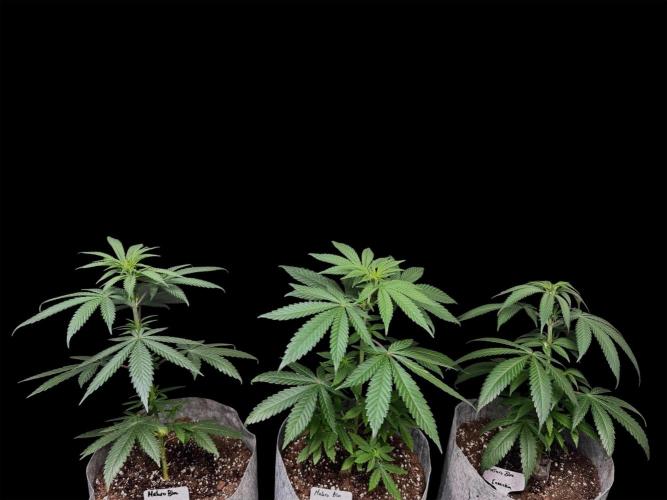 Mataro Blue. Week 7