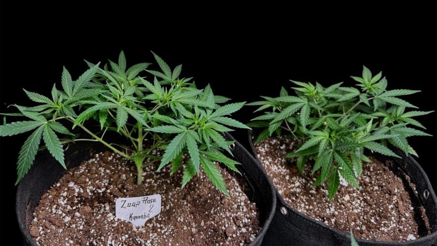 Zoap Rose. Week 7