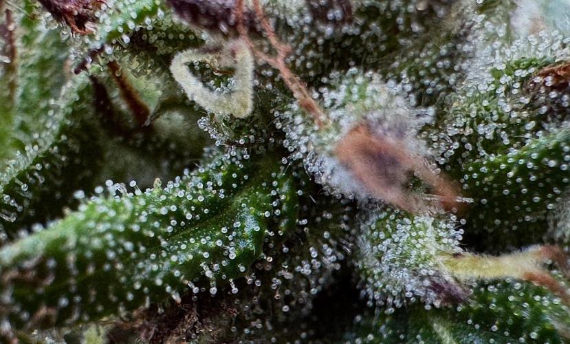 Candy Cream Go Fast. Week 24
