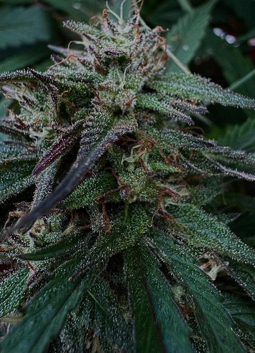 Candy Cream Go Fast. Week 24