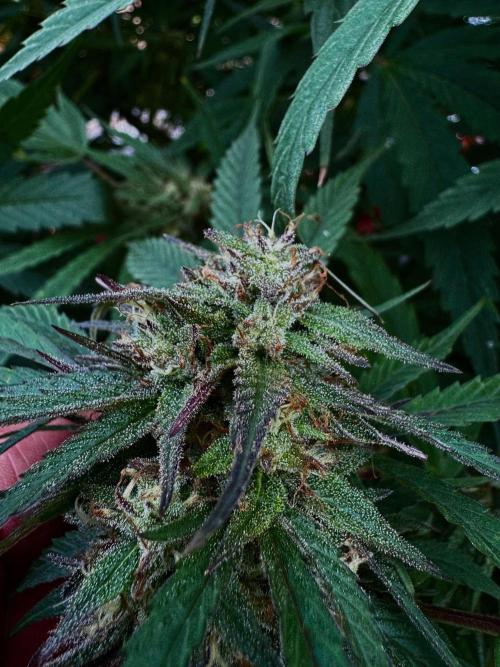 Candy Cream Go Fast. Week 24