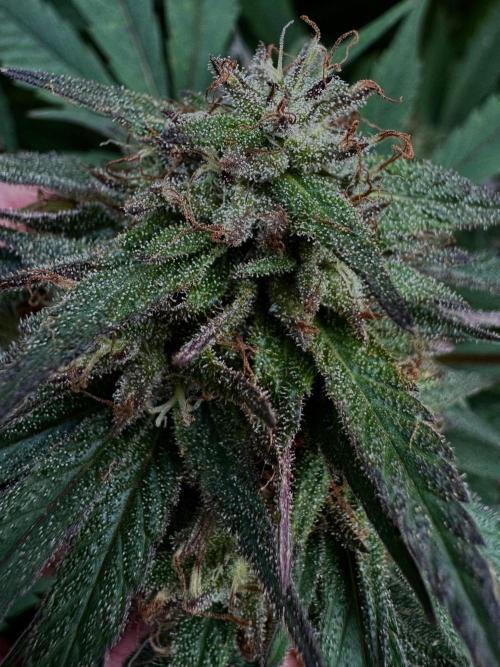 Candy Cream Go Fast. Week 24