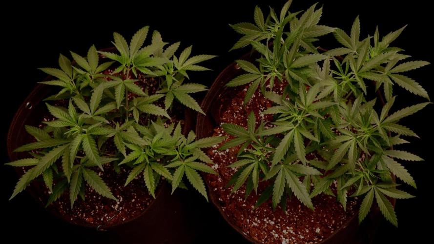 Zoap Rose. Week 8