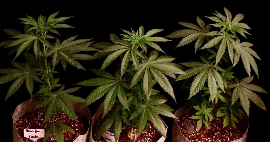 Mataro Blue. Week 8