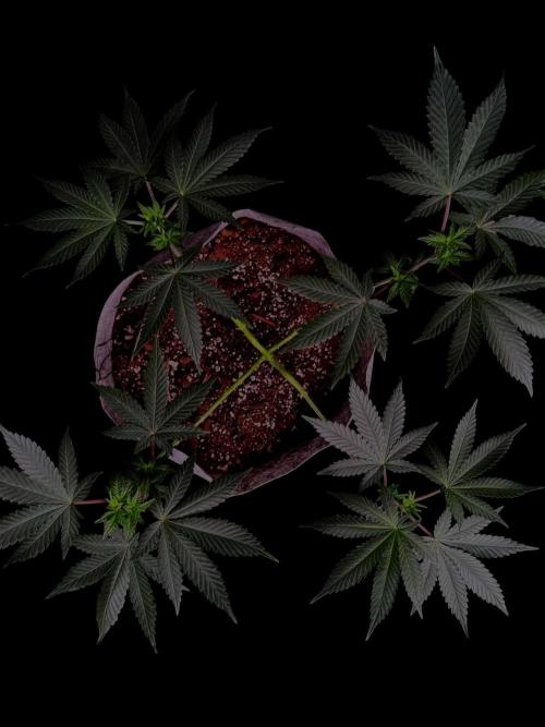 Grape Glacier. Week 9