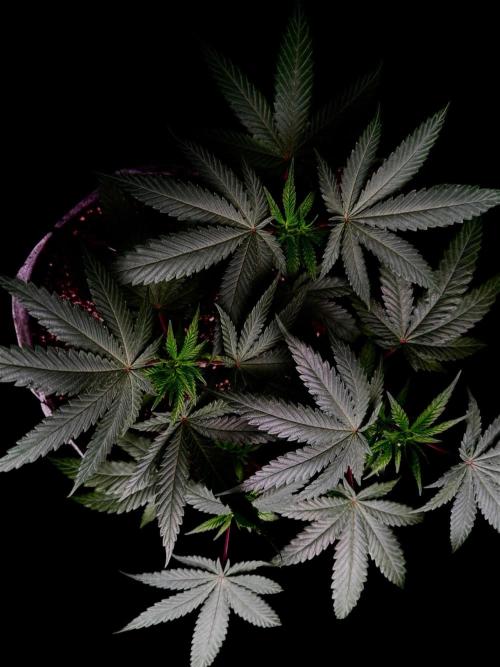 Gelato. Week 9