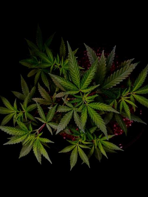 Zoap Rose. Week 8