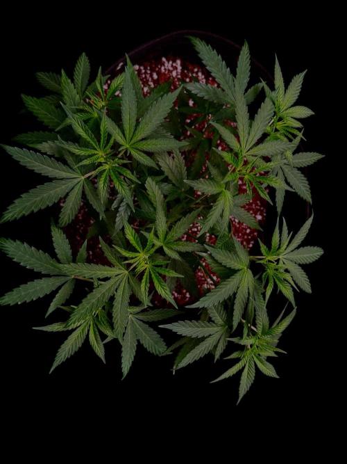Zoap Rose. Week 8