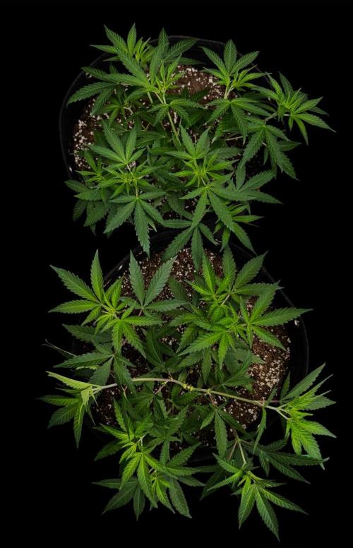 Zoap Rose. Week 8