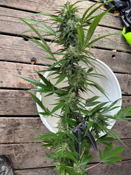 Candy Cream Go Fast. Week 24