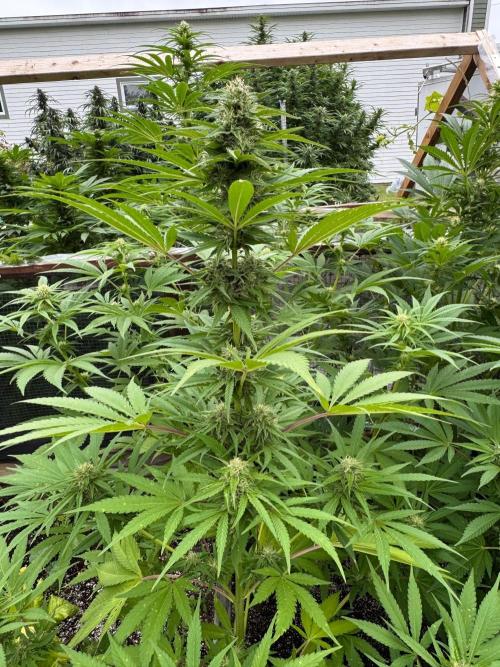 3 Strains 4 plants. Week 8 - Rapier 