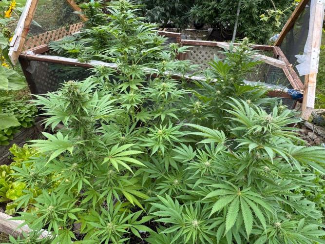 3 Strains 4 plants. Week 8