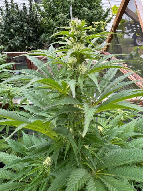 3 Strains 4 plants. Week 8 - Candy 