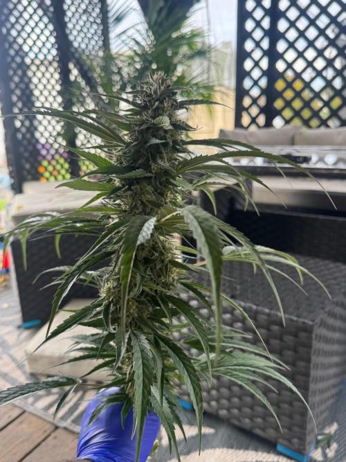 Candy Cream Go Fast. Week 25