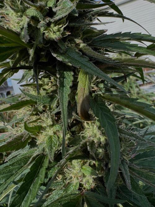 Candy Cream Go Fast. Week 25