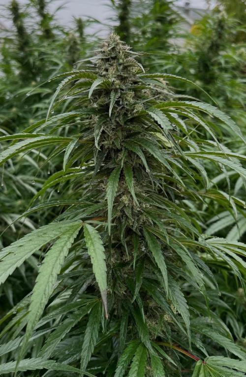 Candy Cream Go Fast. Week 25