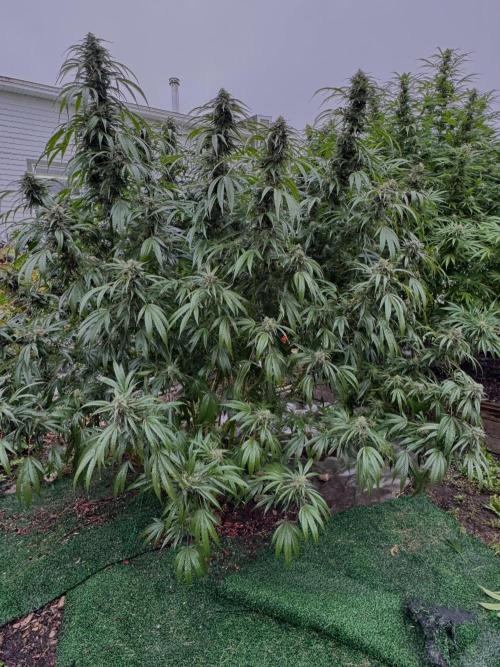 Candy Cream Go Fast. Week 25