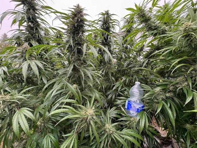 Candy Cream Go Fast. Week 25