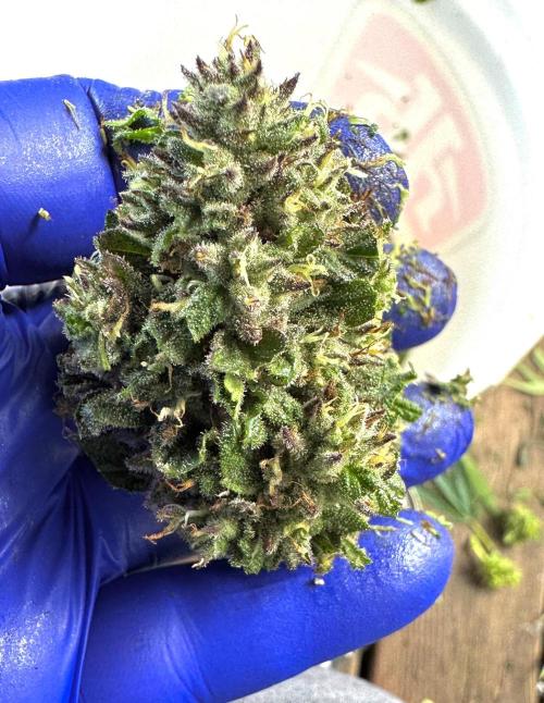 Candy Cream Go Fast. Week 25