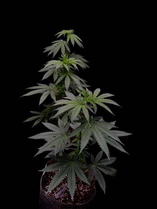 Mataro Blue. Week 8