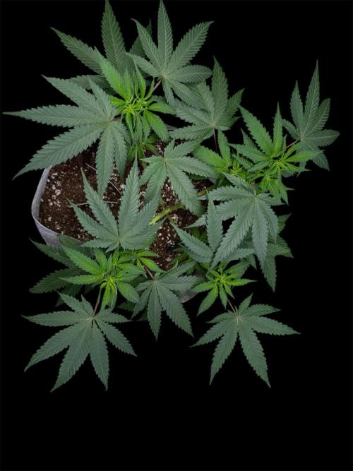 Gelato. Week 9