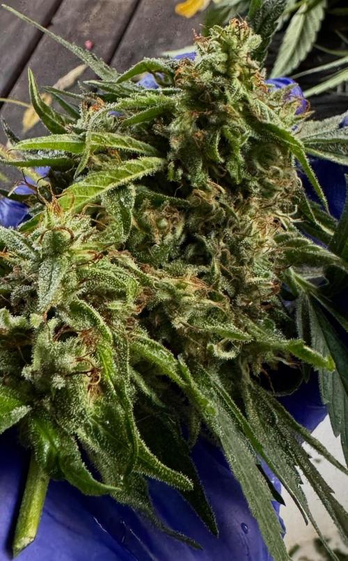 Candy Cream Go Fast. Week 25