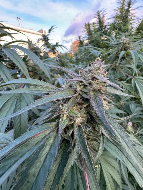 Candy Cream Go Fast. Week 25