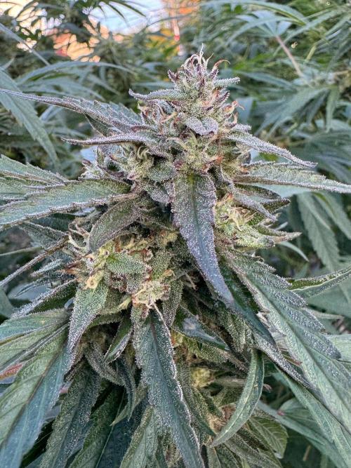 Candy Cream Go Fast. Week 25