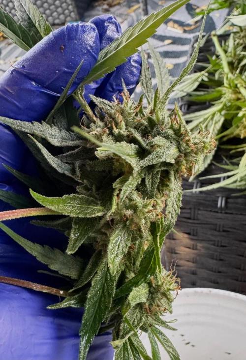 Candy Cream Go Fast. Week 25