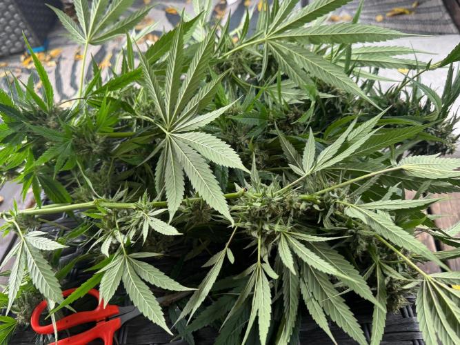 Candy Cream Go Fast. Week 25