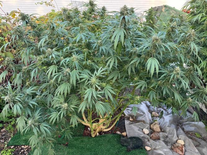 Candy Cream Go Fast. Week 25