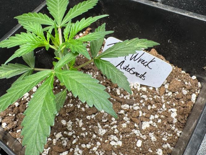 Trainwreck 002. Week 3
