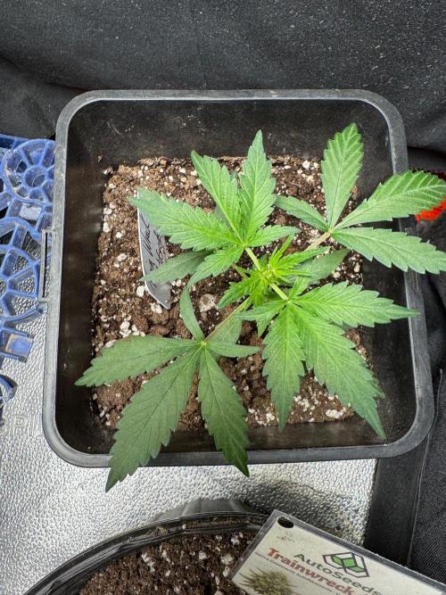 Trainwreck 002. Week 3