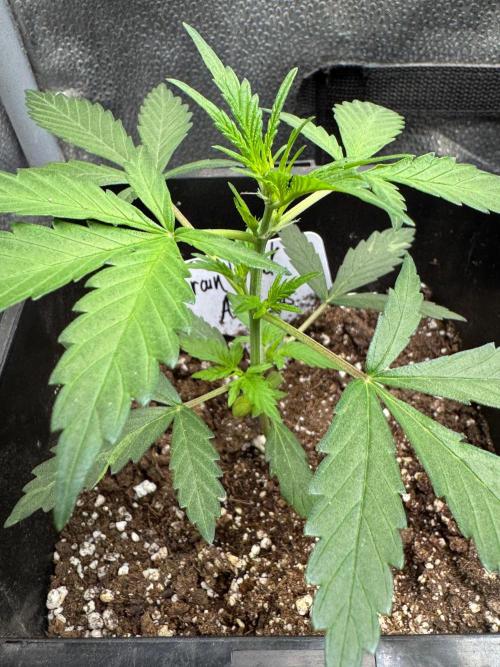 Trainwreck 002. Week 3