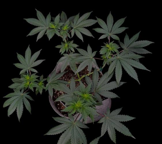 Grape Glacier. Week 10