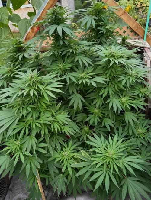 Golosa. Week 19
