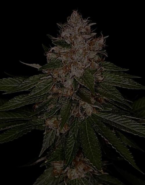 Sour Diesel . Week 18