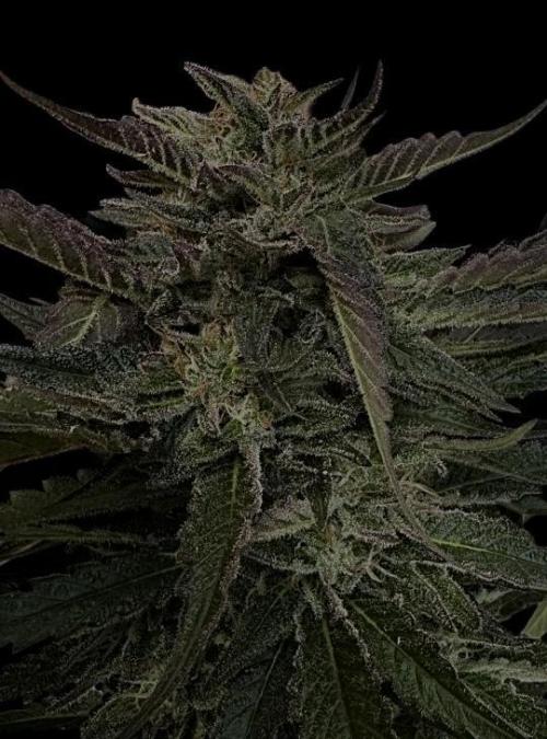 Super Boof. Week 22