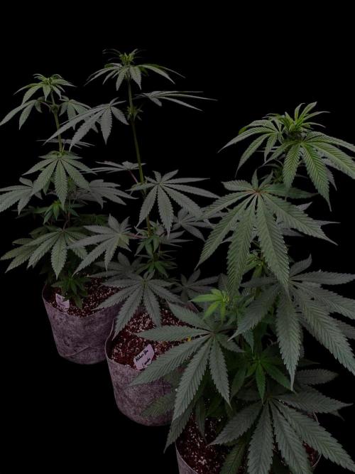 Mataro Blue. Week 9