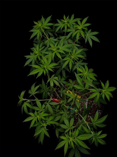 Zoap Rose. Week 9