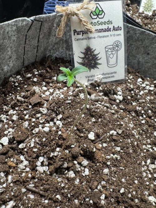 Purple Lemonade Auto. Week 1