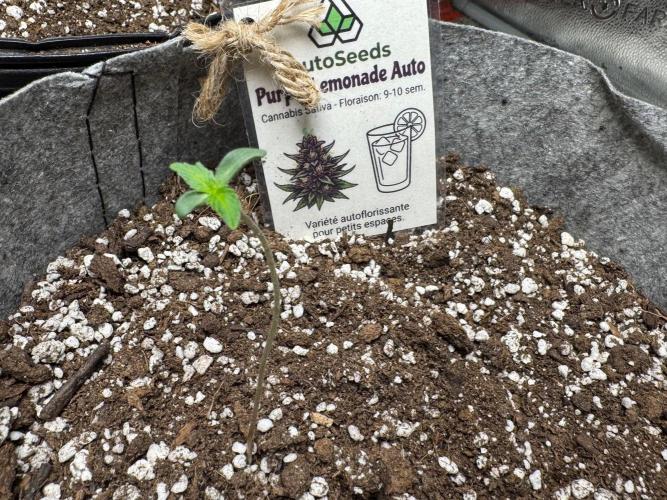 Purple Lemonade Auto. Week 1