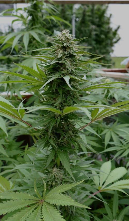 3 Strains 4 plants. Week 9 - Rapier