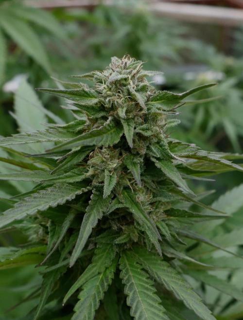 3 Strains 4 plants. Week 9 - Rapier