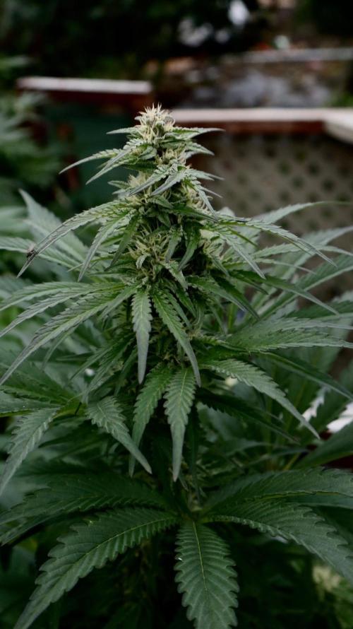 3 Strains 4 plants. Week 9 - Candy
