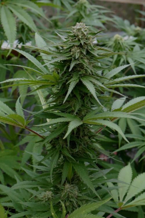 3 Strains 4 plants. Week 9 - Rapier