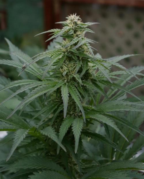 3 Strains 4 plants. Week 9 - Candy 